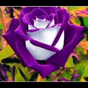 Meet your Posher, Lanat